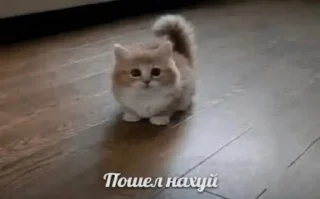 😶 emoji Пиздец короче говоря Telegram sticker 1 of 85