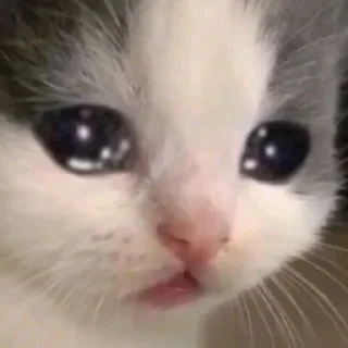 🥺 emoji pakipoki5 Telegram sticker 6 of 63