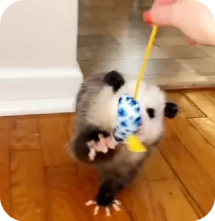 Sticker from uksus's opossums! 2.0
