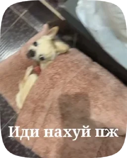 🖕 emoji Лелька видео @jopa228hfhd Telegram sticker 19 of 30