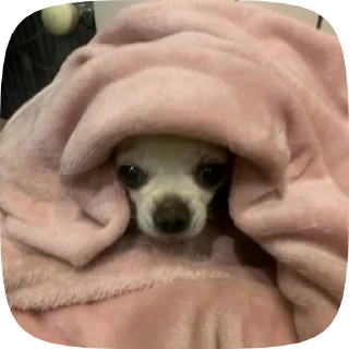 😜 emoji Лелька видео @jopa228hfhd Telegram sticker 8 of 30