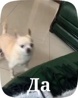 ✅ emoji Лелька видео @jopa228hfhd Telegram sticker 21 of 30