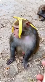 🍌 emoji MonkeyPon | @avilod Telegram sticker 24 of 50