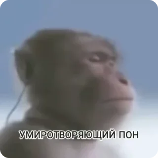 🌟 emoji Monkey пон Telegram sticker 20 of 38