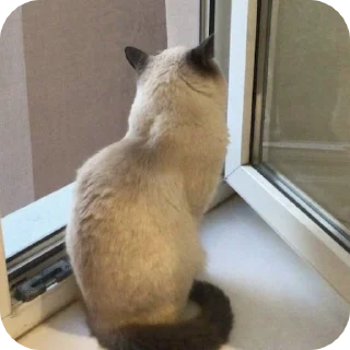 🌟 emoji Пельмени Telegram sticker 6 of 13