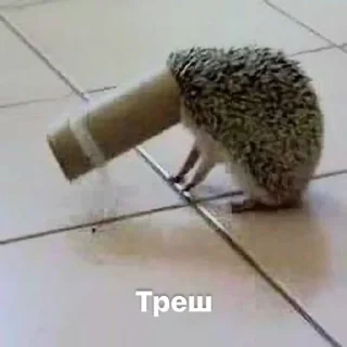 😲 emoji Ежиное государство Telegram sticker 16 of 59