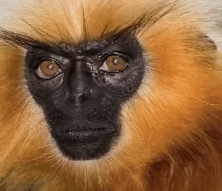 😐 emoji Monkeys | author:@tayaJei Telegram sticker 20 of 31