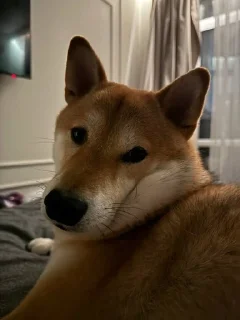 🌟 emoji ІмБа_СтІкЕрСи Telegram sticker 5 of 16
