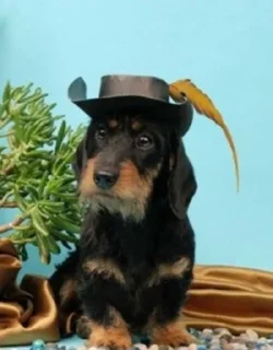 🪶 emoji ОрГаНиZм педики 3.0 Telegram sticker 13 of 82