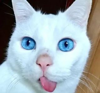 😋 emoji котяра Telegram sticker 8 of 31