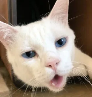😬 emoji котяра Telegram sticker 23 of 31