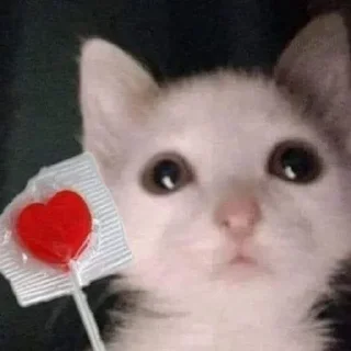 ❤️ emoji Котаке Telegram sticker 23 of 57