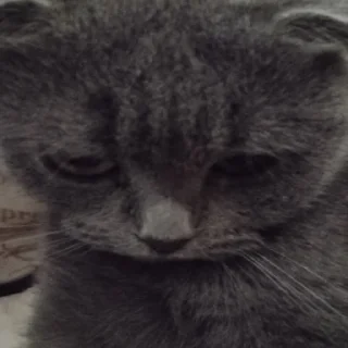 😔 emoji Для чата сталкеров Telegram sticker 23 of 31