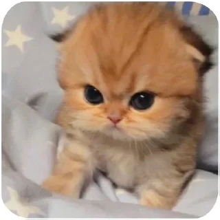 🥺 emoji ⳅᴀʙᴇⲇⲩ ӄσᴛᴀ 🧶 Telegram sticker 18 of 43