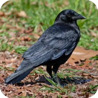 🐦 emoji вороны от брайна Telegram sticker 7 of 15