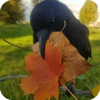 🌸 emoji вороны от брайна Telegram sticker 3 of 15