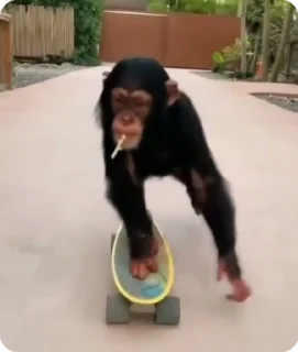 Sticker from monkey