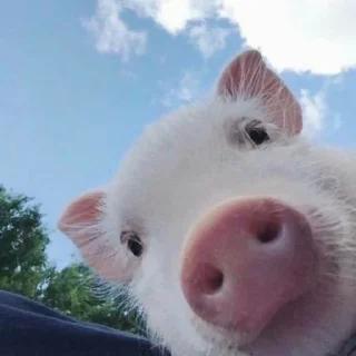 🐷 emoji Piggy Time 🐷 Telegram sticker 7 of 22