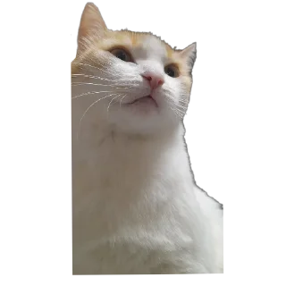 🐱 emoji Всякая хуйня Telegram sticker 9 of 21