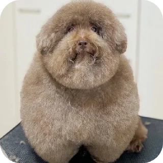 🐶 emoji Всякая хуйня Telegram sticker 5 of 21