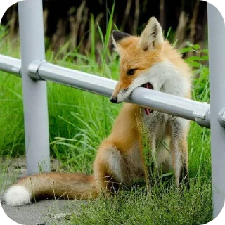 🦊 emoji Лисы @foxgreyfr Telegram sticker 5 of 17