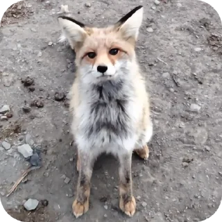 🦊 emoji Лисы @foxgreyfr Telegram sticker 13 of 17