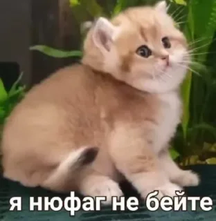 🥺 emoji Я вашу маму ебала Telegram sticker 17 of 52