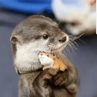 🥰 emoji silly otters by ritsu!! Telegram sticker 15 of 65