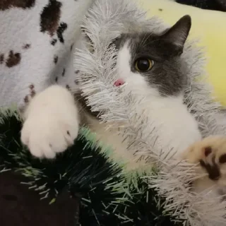 🤯 emoji Мой АЛЬФА Telegram sticker 9 of 24
