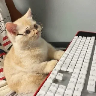 🐱 emoji Котики в очках Telegram sticker 9 of 19