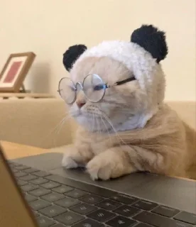 🐱 emoji Котики в очках Telegram sticker 14 of 19