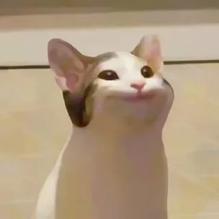 🙂 emoji Cat mems Telegram sticker 7 of 13