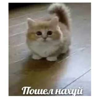 🐱 emoji котеки Telegram sticker 6 of 25