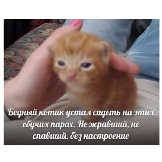 🐱 emoji котеки Telegram sticker 8 of 25