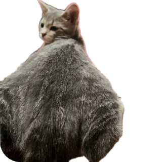 🌟 emoji Лисса😸 Telegram sticker 5 of 16