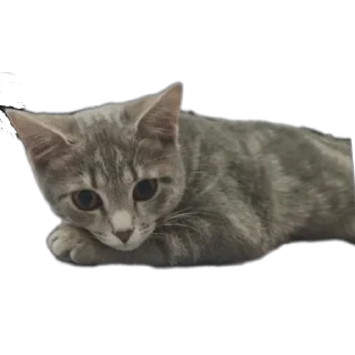 🌟 emoji Лисса😸 Telegram sticker 8 of 16