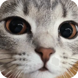 🌟 emoji Лисса😸 Telegram sticker 10 of 16