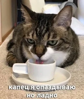 ☕️ emoji Мэмы Telegram sticker 9 of 119