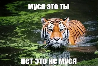 🌟 emoji Чеши Telegram sticker 20 of 70