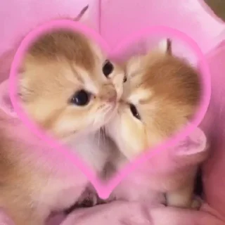 🌟 emoji Котятки .・✫・゜・。. Telegram sticker 23 of 36