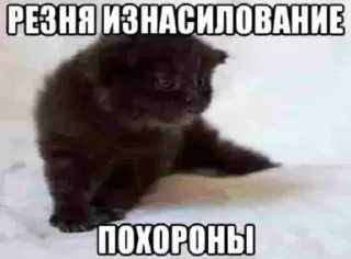 ⚰️ emoji котики Telegram sticker 5 of 23
