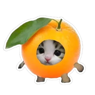 Sticker from catss