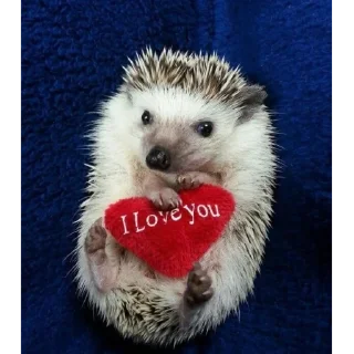 ❤ emoji Ебжов and  Жабов Telegram sticker 9 of 77