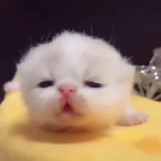 🥺 emoji рандом стикеры Telegram sticker 8 of 71