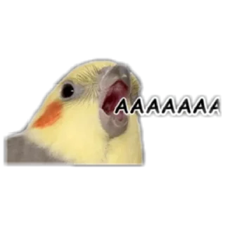 🦜 emoji Пикчи Telegram sticker 17 of 85