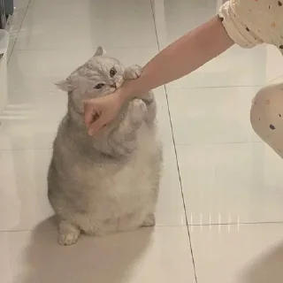 🌟 emoji котяяяятки Telegram sticker 11 of 61