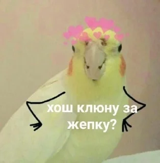 👄 emoji попуги (⁠・⁠∀⁠・⁠) Telegram sticker 5 of 25