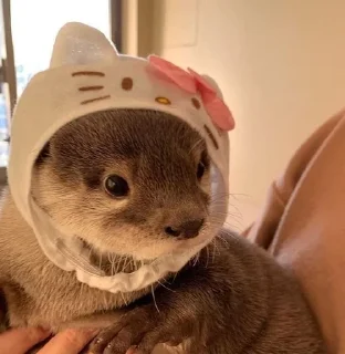 Sticker from Otters🦦by @nightlitestick