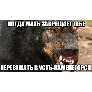 👿 emoji Да поебать мне Telegram sticker 6 of 73
