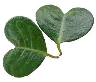 💚 emoji Heartz @cutethemes Telegram sticker 14 of 55